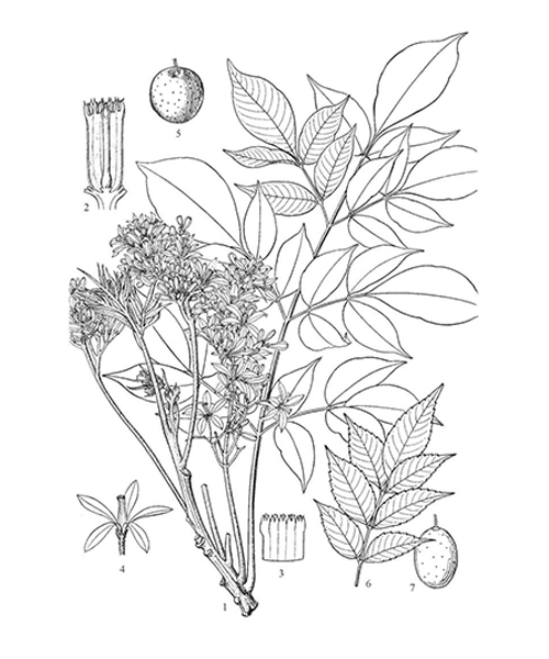 Natural compounds from  Melia azedarach